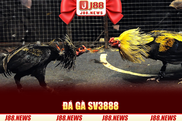 Đá Gà SV388 – Sảnh Đá Gà Đẳng Cấp Chuyên Nghiệp